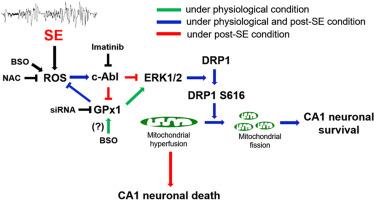 Reciprocal c-Abl-GPx1 regulation controls CA1 neuronal viability to oxidative stress via ERK1/2-DRP1-mediated mitochondrial dynamics