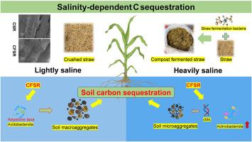 Divergent carbon sequestration pathways in saline-alkali soils: Dual mechanisms of macroaggregate protection and chemoautotrophic compensation mediated by composted fermented straw amendments