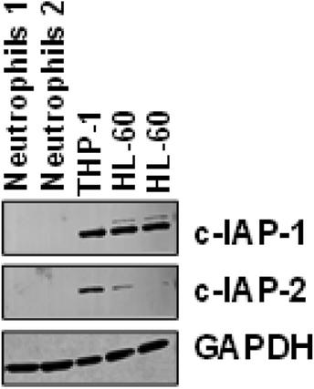 Correction to “cIAP-2 and Survivin Contribute to Cytokine-Mediated Delayed Eosinophil Apoptosis”