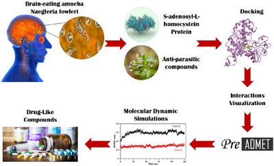 Computational Profiling of Asteraceae-Derived Phytochemicals Targeting S-Adenosylhomocysteine Hydrolase (SAHH) of Naegleria fowleri