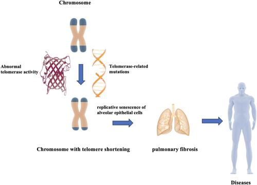 Telomere Shortening in Interstitial Lung Disease: Challenges and Promises