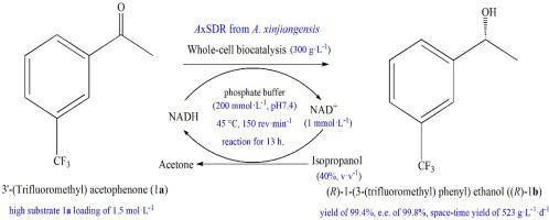 Efficient biosynthesis of (R)-1-(3-(trifluoromethyl)phenyl)ethanol using a novel reductase AxSDR from Algoriella xinjiangensis