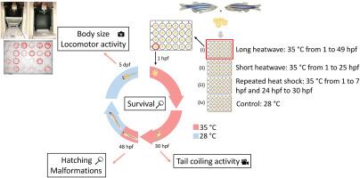 Heatwaves during embryonic development reveal duration-dependent effects in zebrafish