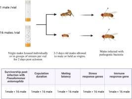 Housing density affects the survivorship post infection of Drosophila melanogaster males in a pathogen dependent manner