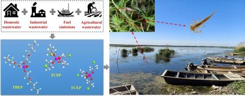 Can damselfly larvae serve as bioindicator species for assessing contamination of organophosphate esters in aquatic environments?