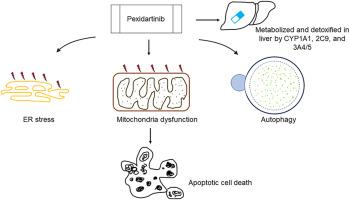 Mechanistic study of pexidartinib-induced toxicity in human hepatic cells