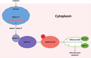 Mitochondrial apoptosis induced by MNAT1 in laryngeal squamous cell carcinoma cells reverses drug resistance