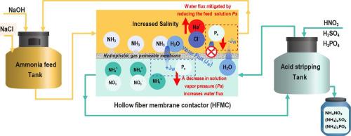 Maximizing liquid fertilizer concentration during ammoniacal nitrogen recovery using hollow fiber membrane contactors