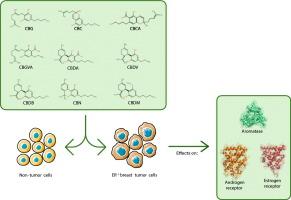 Impact of minor cannabinoids on key pharmacological targets of estrogen receptor-positive breast cancer