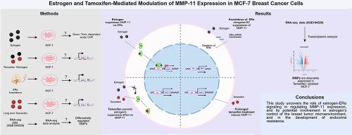 Expression of MMP-11, an estrogen-suppressed gene in MCF-7 cells, is elevated upon acquisition of tamoxifen resistance