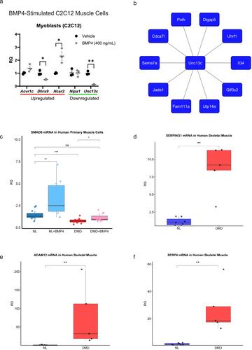 Late-Stage Skeletal Muscle Transcriptome in Duchenne Muscular Dystrophy Shows a BMP4-Induced Molecular Signature