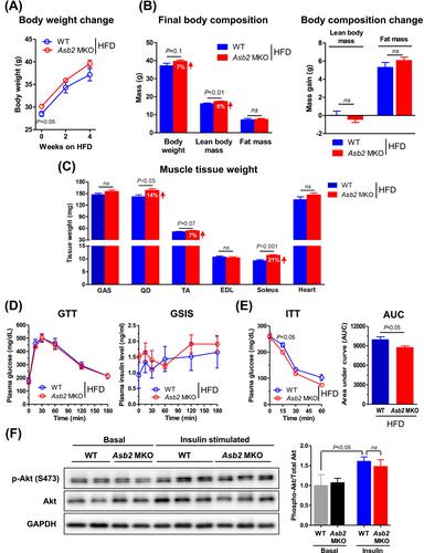 Skeletal Muscle-Specific Deletion of E3 Ligase Asb2 Enhances Muscle Mass and Strength