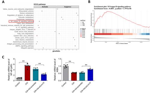 Leucine-Rich Repeat Containing 15 Promotes the Inflammatory Response in Rheumatoid Arthritis by Regulating NF-κB Pathway
