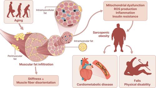 Impact of Adipose Tissue and Lipids on Skeletal Muscle in Sarcopenia