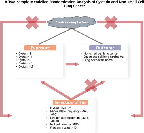 Causal Associations Between Cystatin and Lung Cancer: A Two-Sample Mendelian Randomization Study