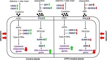 Rice proteome revealed antagonistic interactions between signaling components of cytokinin and ABA phytohormones during drought stress