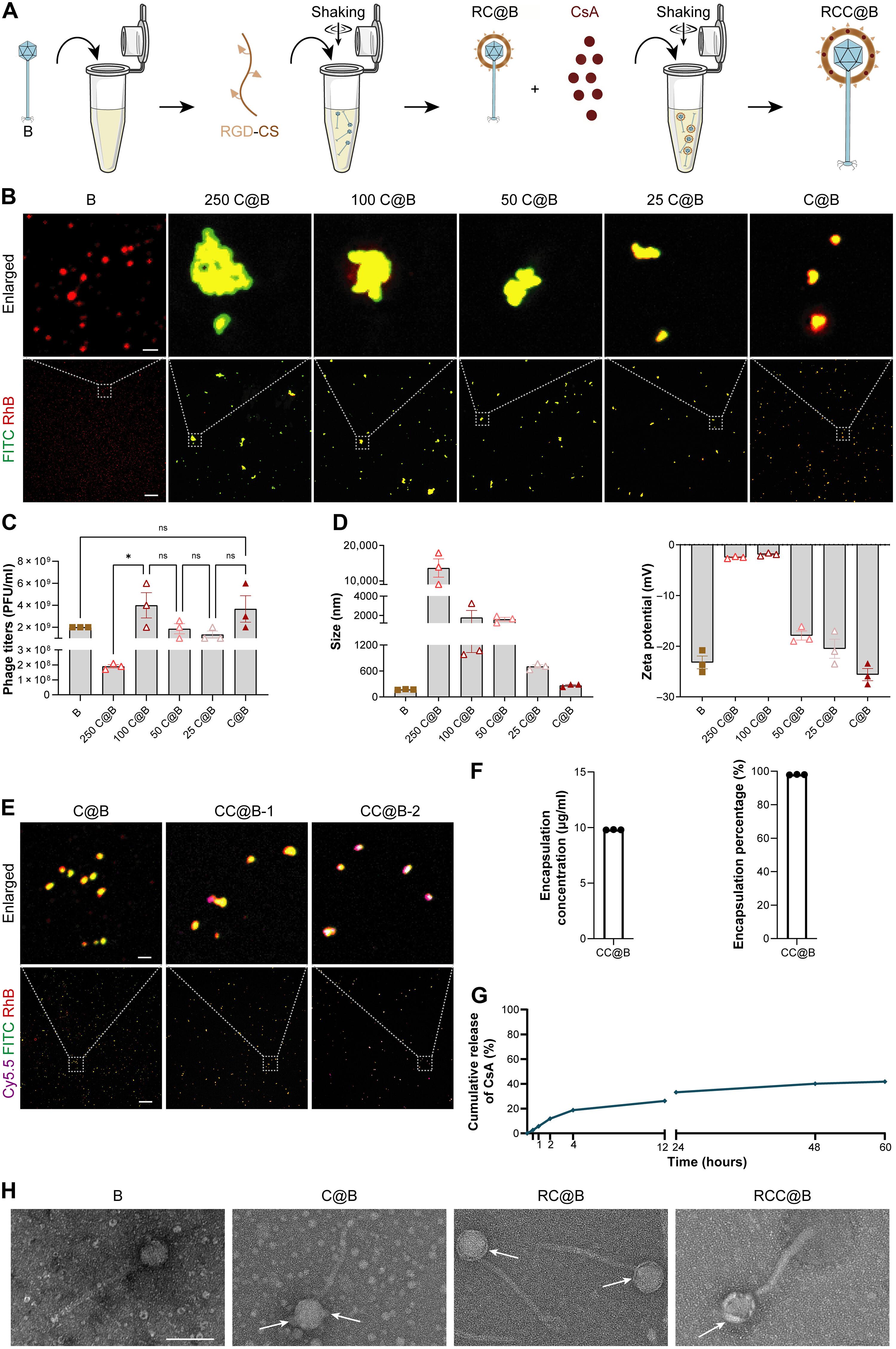 Wearing bacteriophages individually with an adhesive drug-loadable nanohelmet for treating ocular infections