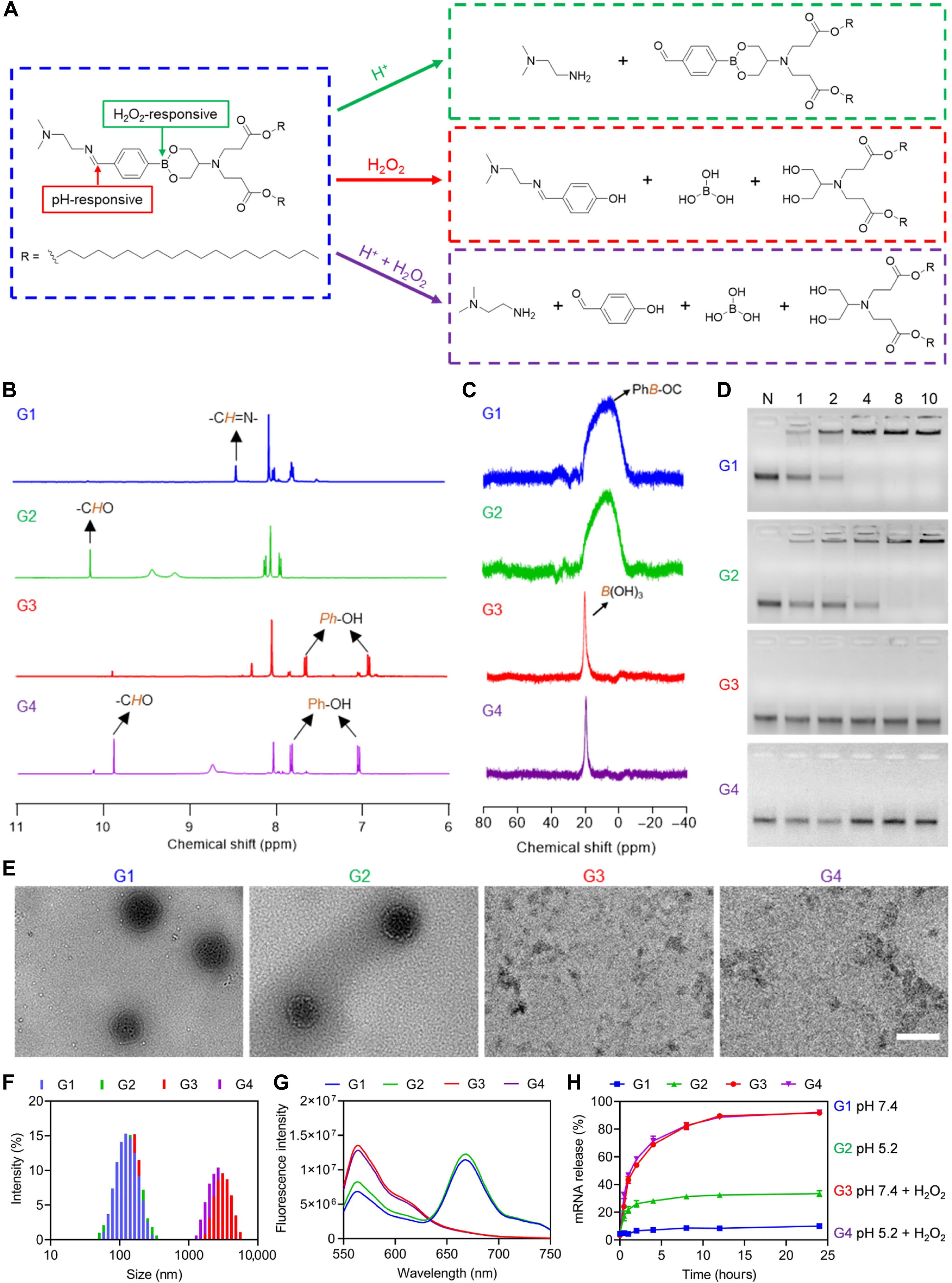 Dynamically covalent lipid nanoparticles mediate CRISPR-Cas9 genome editing against choroidal neovascularization in mice