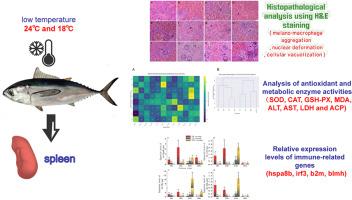 Splenic tissue injury and physiological response mechanisms in juvenile yellowfin tuna (Thunnus albacares) under acute cold stress
