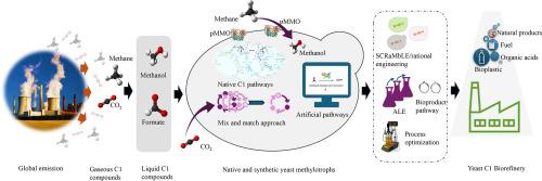 Yeast as C1 cell factory: Transforming methanol and Formate into high-value compounds
