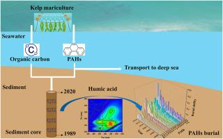 Kelp mariculture enhances the burial ability of polycyclic aromatic hydrocarbons: Evidence from Ailian Bay, China
