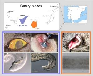 Thelazia callipaeda (Spirurida, Thelaziidae): First record of an imported ocular parasite in dogs from the Canary Islands, Spain