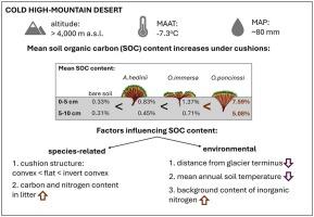 Impact of differentially structured cushion plants on soil organic carbon content under dry high-mountain periglacial conditions