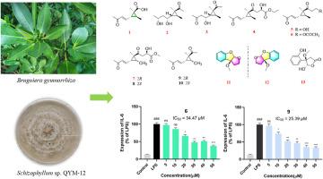 Anti-inflammatory cyclopropanes and benzofurans from mangrove endophytic fungus Schizophyllum sp. QYM-12