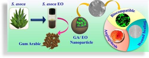 Green synthesized gum Arabic nano-biopolymer encapsulating Saraca asoca leaf essential oil accelerates wound healing