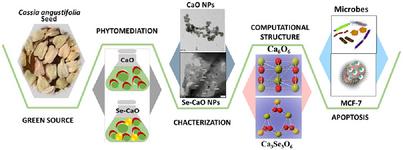 Structural, Spectral, and Biological Investigations of Phytosynthesized Selenium-Doped CaO Nanoparticles: Experimental and Theoretical Studies