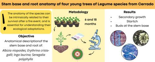 Stem base and root anatomy of four young legumes from the Cerrado: Implications for fire resilience