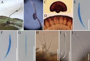 Integrated taxonomy reveals three novel Ophiocordyceps species (Ophiocordycipitaceae) from China: Morphological convergence and host-specific adaptations in zombie-ant fungi