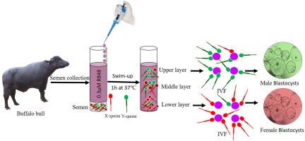 Use of R848, a TLR 7/8 agonist to separate X and Y spermatozoa in buffalo: effects on cleavage rates, blastocyst production, and the ratio of male to female embryos