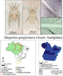 First occurrence of Megninia ginglymura (Acari: Analgidae) in laying hens in state of Pará, in the Amazon biome, Brazil