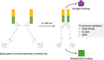 Functional evaluation of biotinylated Fab fragments after photochemical re-bridging with monobromomaleimide