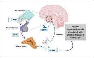Neuropeptide Y as a multifaceted modulator of neuroplasticity, Neuroinflammation, and HPA axis dysregulation: Perceptions into treatment-resistant depression