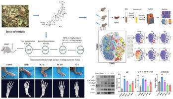 BC-1 improves collagen-induced arthritis in mice by modulating IgD and BCR-NF-κB signalling pathway of B cells