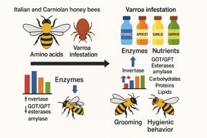 The effects of Varroa destructor infestation and botanical oils on physiological characteristics and mechanism of defensive behavior of Carniolan and Italian Apis mellifera