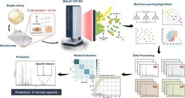 Direct detection and differentiation of the Vibrio harveyi clade using MALDI-TOF MS integrated with artificial intelligence for effective outbreak management