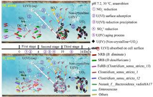 Microbial reduction of uranium (VI) by designed and indigenous consortium: efficiencies and dynamic behavior