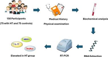 Linking lncRNA MEG3, RORγt, and IL-17 to immune dysregulation in Hashimoto's thyroiditis: Potential for early diagnosis and monitoring