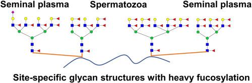 Structural and site-specific characterization of distinctive N-glycans with heavy fucosylation in human semen
