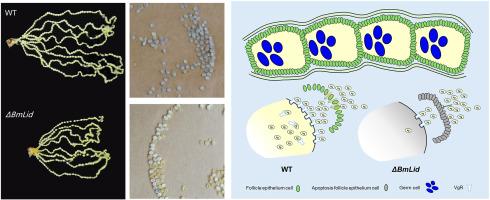 BmLid has histone lysine demethylase activity and regulates oogenesis in the silkworm, Bombyx mori