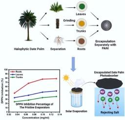 Recycling of halophytic date palm wastes decorated polyaniline for highly efficient salt resistance through solar steam generation