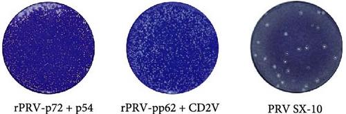 Construction and Evaluation of Quadruple-Gene-Deleted Pseudorabies Virus Platforms for ASFV Antigen Delivery