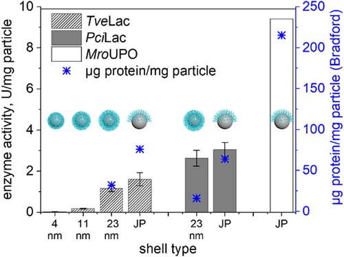 Conductive Hairy Particles With Homogeneous and Janus Design as Carrier Materials for the Efficient Immobilization of Unspecific Peroxygenases