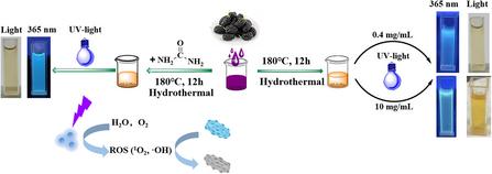 Carbon Quantum Dots and N-Doped Carbon Quantum Dots from Dried Mulberry Aqueous Extract: Preparation, Characterization, and Photodynamic Antibacterial Performance