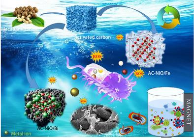 Construction and Mechanism Study of AC–NiO/Bi (Fe) Antibacterial Material for Bacteria Removal in Water