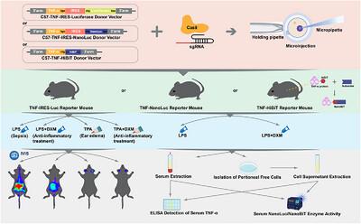 Establishment and Application of Mice Models for Tracing Gene Expression and Protein Product of TNF