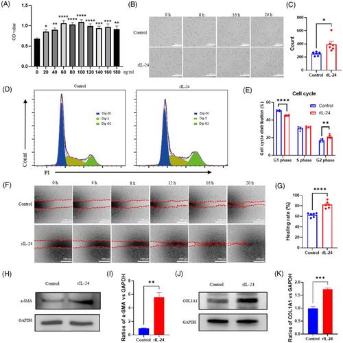 Asymmetric bilayer dressings with spatiotemporal sequence loaded with IL-24 and GCDs for the treatment of diabetic wounds